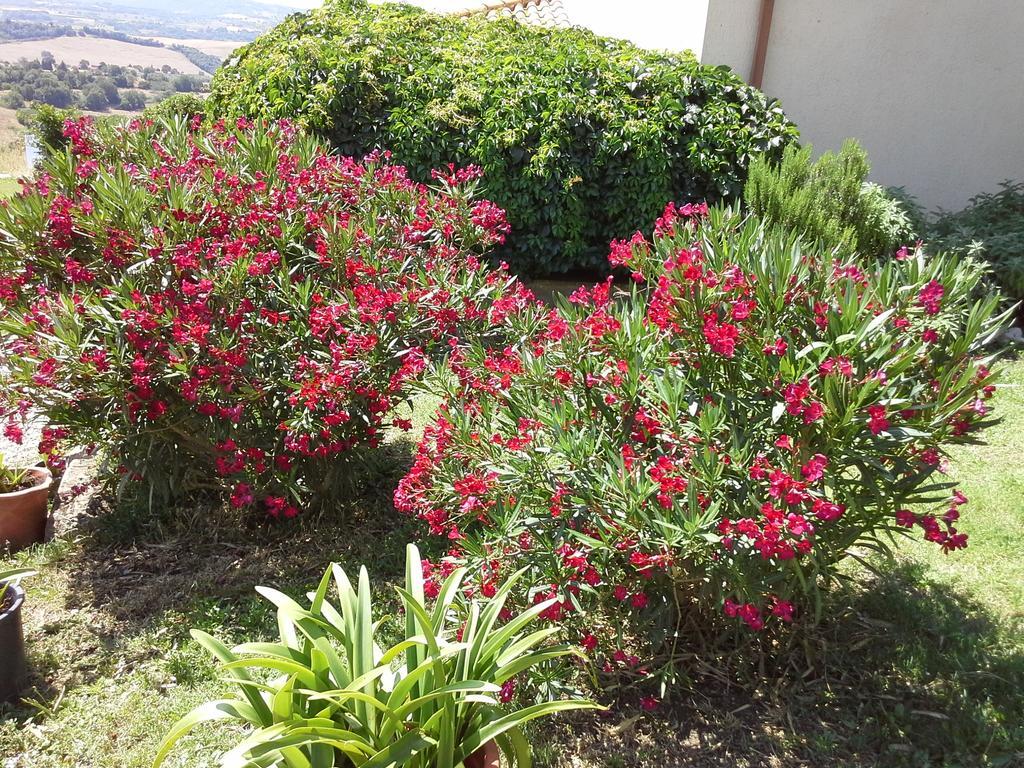 הוילה סטורניה Poggio Mario מראה חיצוני תמונה